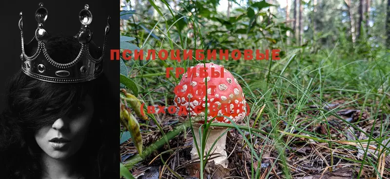 Псилоцибиновые грибы Psilocybe  наркота  Ковылкино 